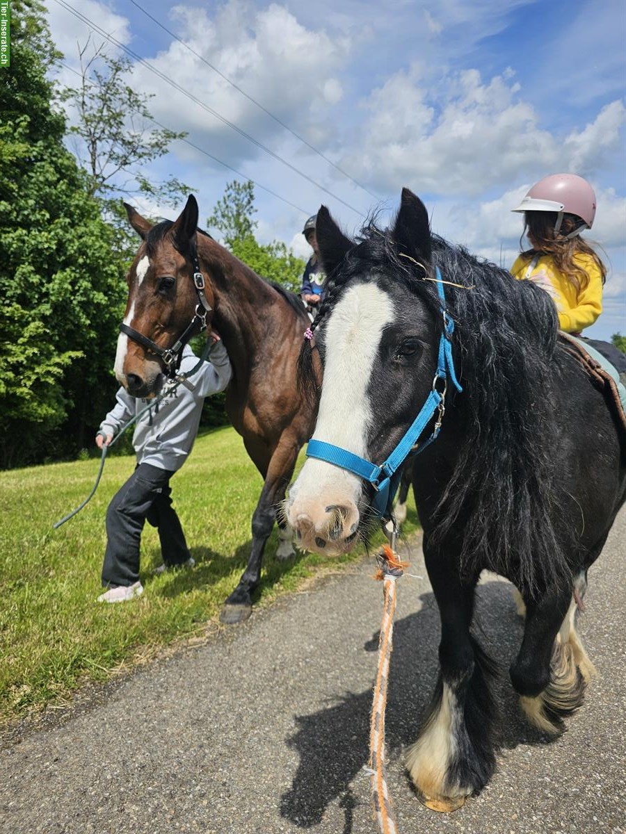 Bild 3: Tinker Pony Stute, 10-jährig, 133cm, ideal als Kinderpony