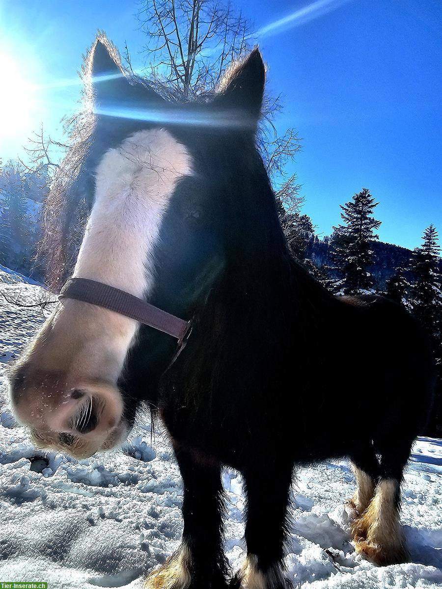 Bild 4: Tinker Pony Stute, 10-jährig, 133cm, ideal als Kinderpony