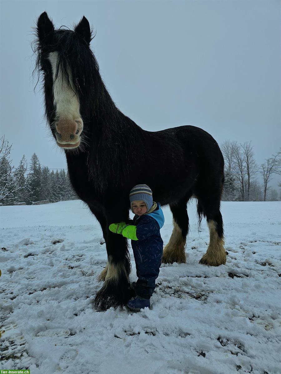Bild 5: Tinker Pony Stute, 10-jährig, 133cm, ideal als Kinderpony