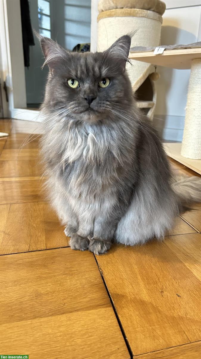 Maine Coon Mix Kätzin, 6-jährig, sehr verschmust