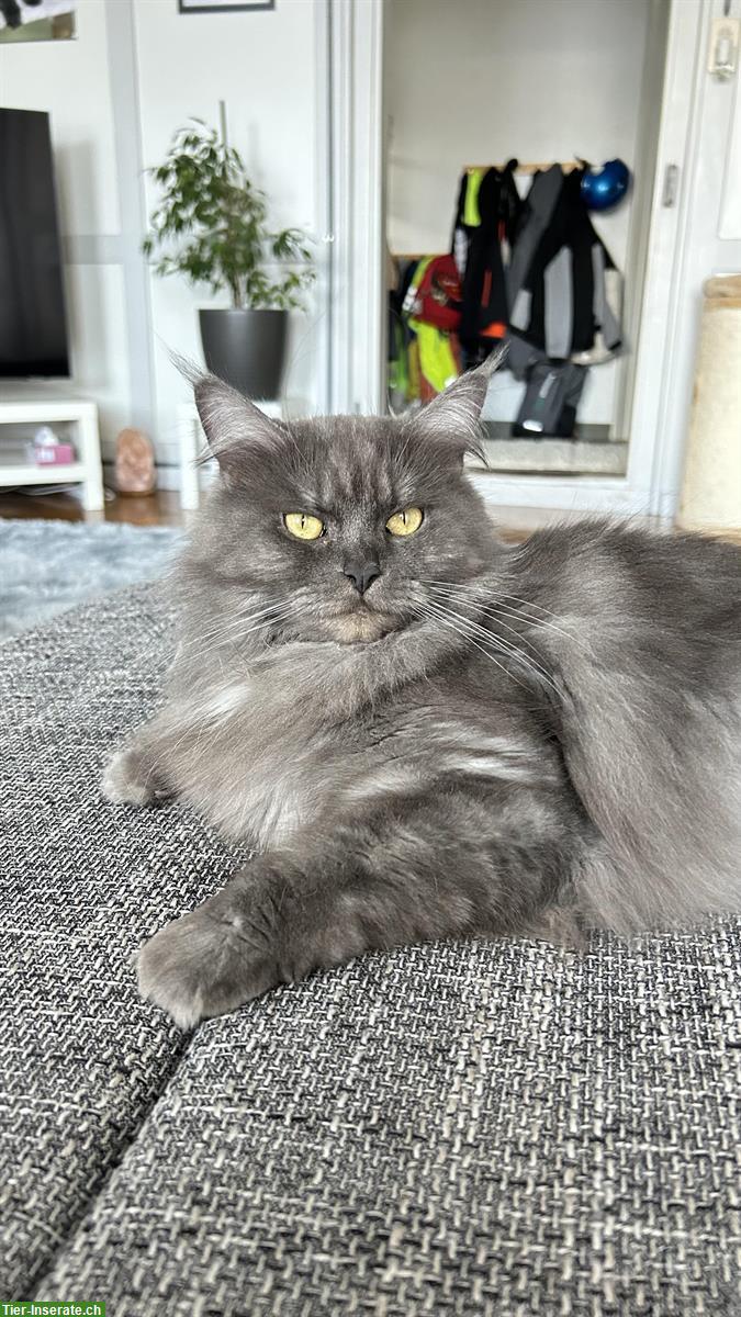 Bild 2: Maine Coon Mix Kätzin, 6-jährig, sehr verschmust