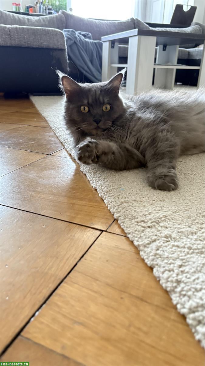 Bild 3: Maine Coon Mix Kätzin, 6-jährig, sehr verschmust