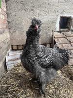 9 Seidenhuhn Hähne zu verkaufen, verschiedene Farbschläge