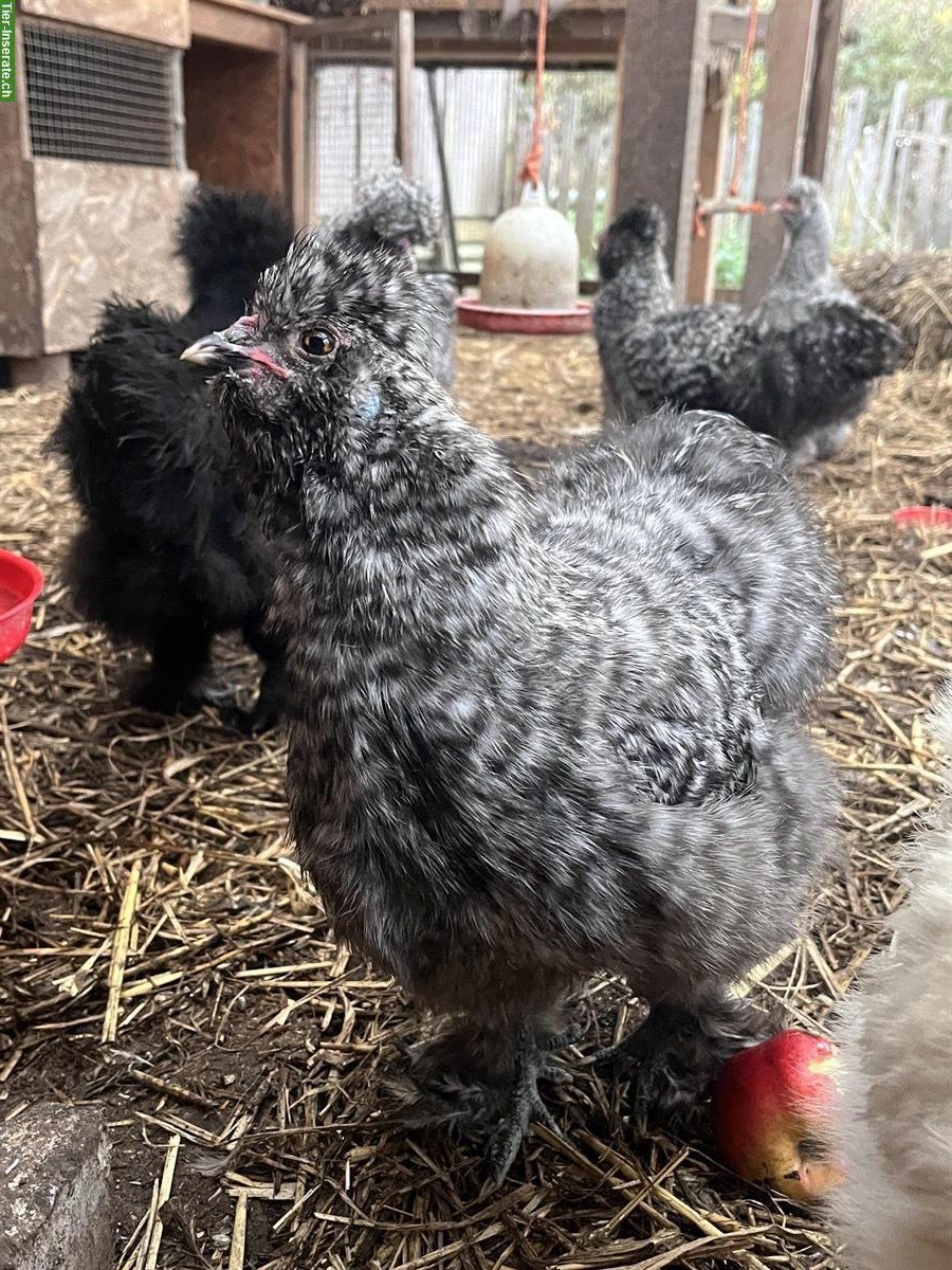 Bild 2: 9 Seidenhuhn Hähne zu verkaufen, verschiedene Farbschläge