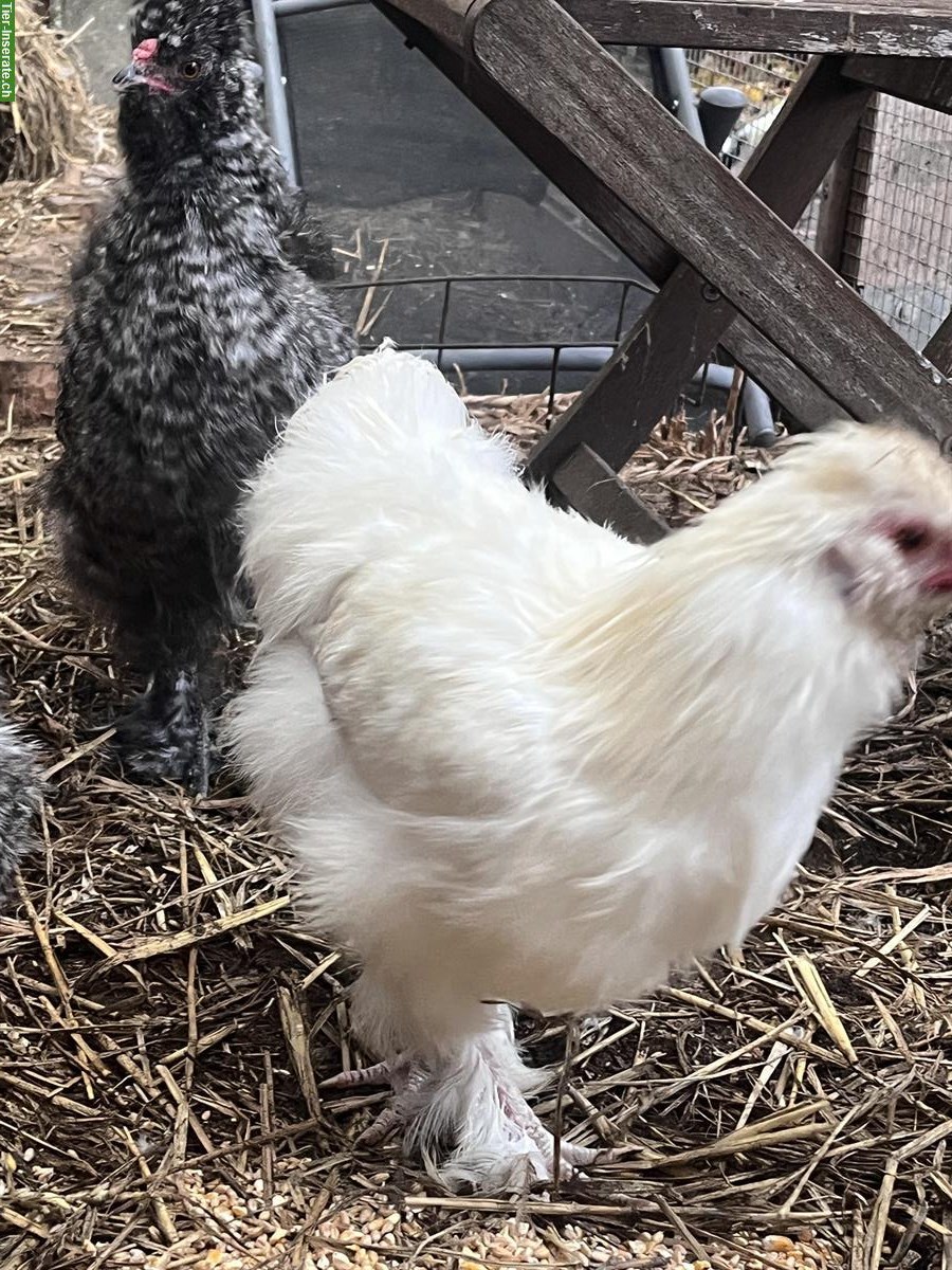 Bild 3: 9 Seidenhuhn Hähne zu verkaufen, verschiedene Farbschläge