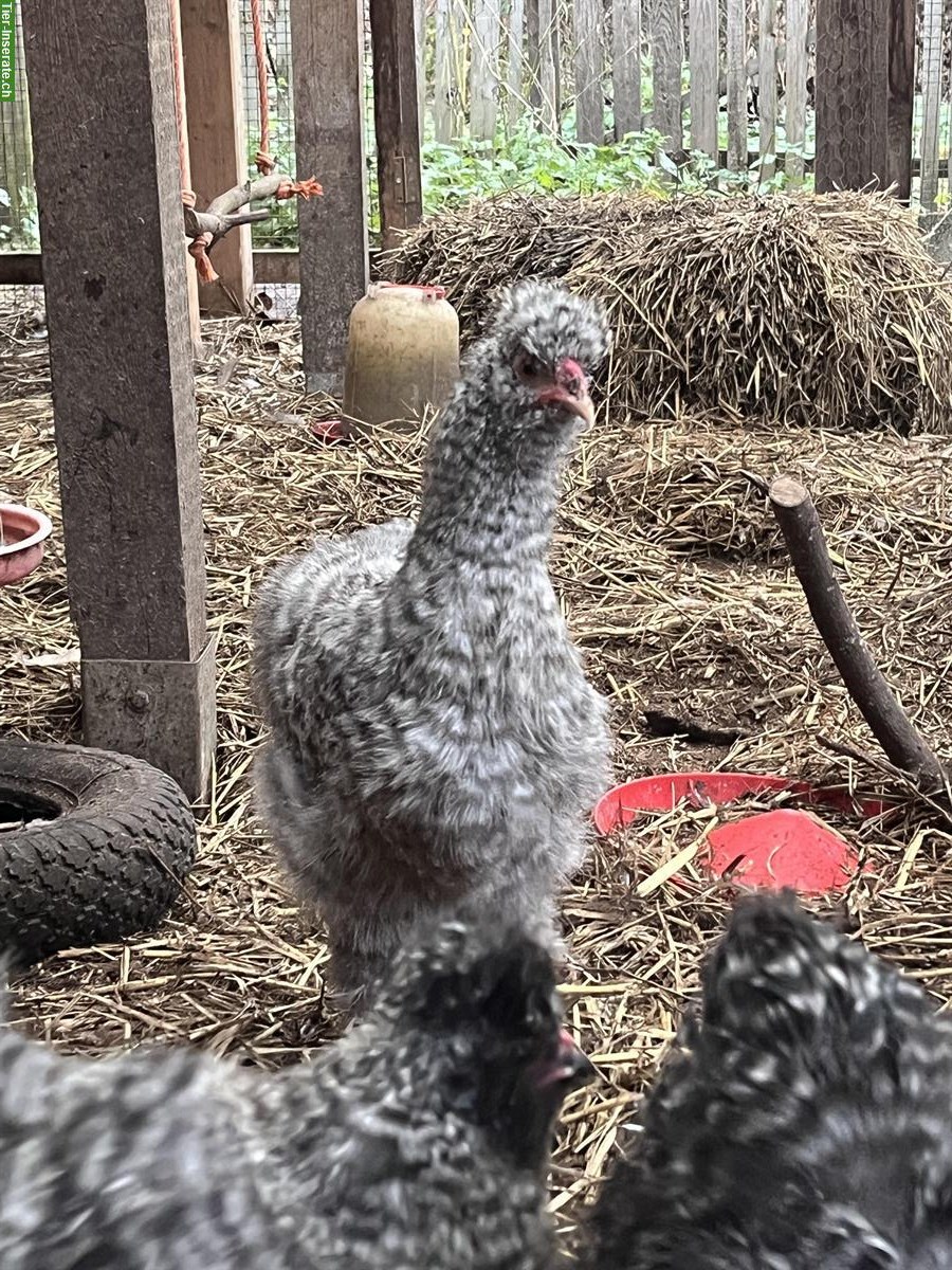 Bild 4: 9 Seidenhuhn Hähne zu verkaufen, verschiedene Farbschläge