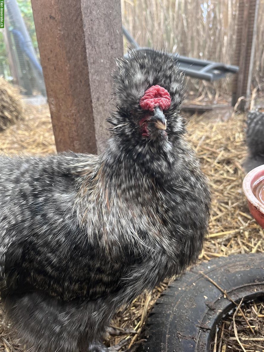 Bild 5: 9 Seidenhuhn Hähne zu verkaufen, verschiedene Farbschläge