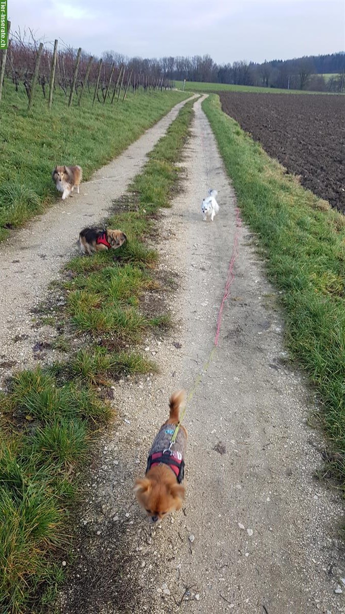 Bild 2: Hundebetreuung, Hundesitter, familiäre Hundepension