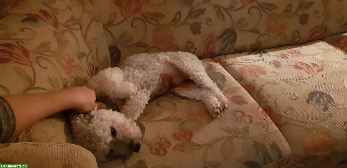 Bild 3: Hundebetreuung, Hundesitter, familiäre Hundepension