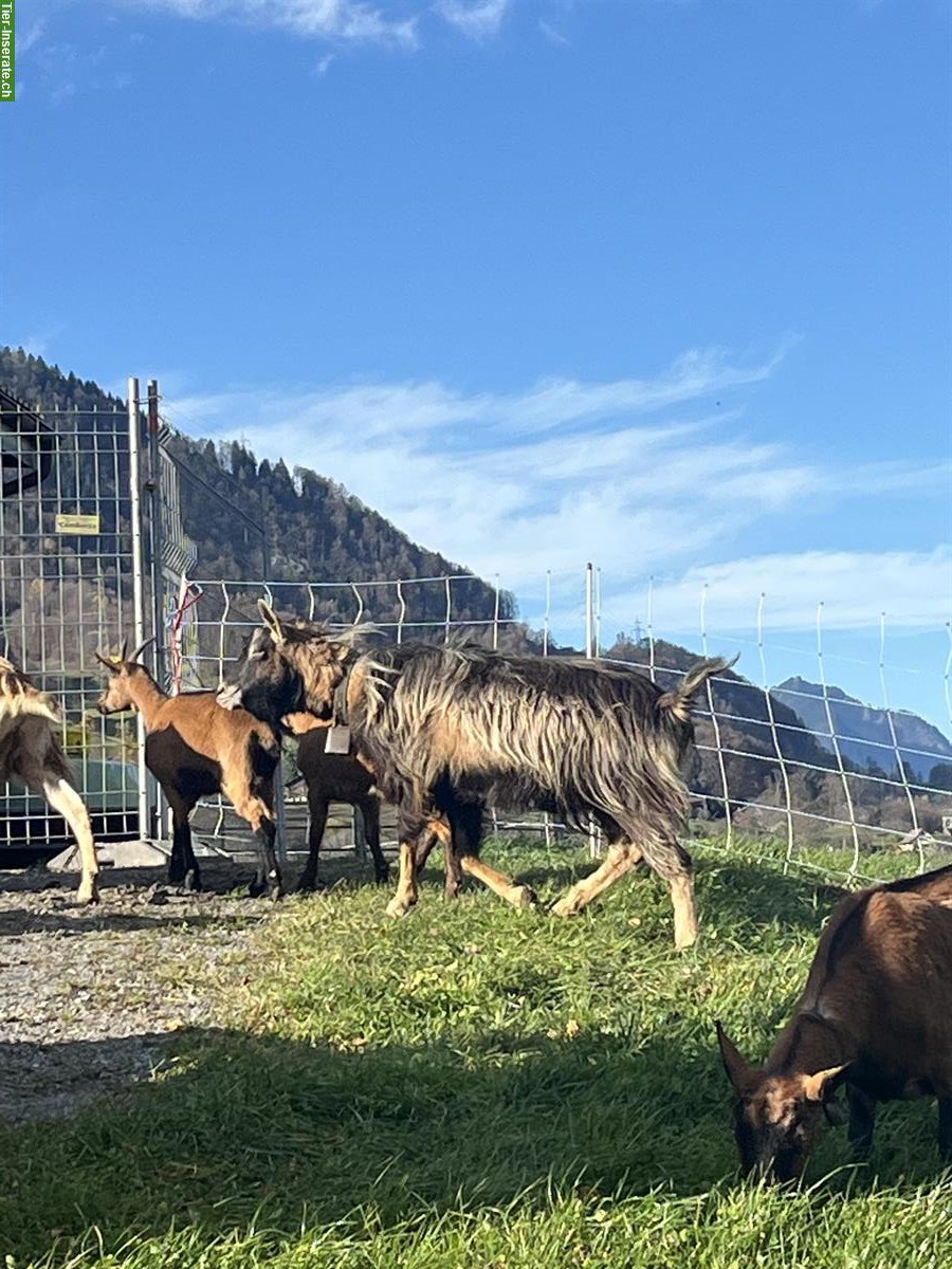 Ziegenbock zu verkaufen, ohne Hörner