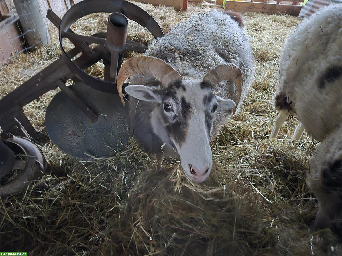 Gotlandschafe, gehörnte Auen, Notverkauf