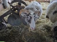 Gotlandschafe, gehörnte Auen, Notverkauf