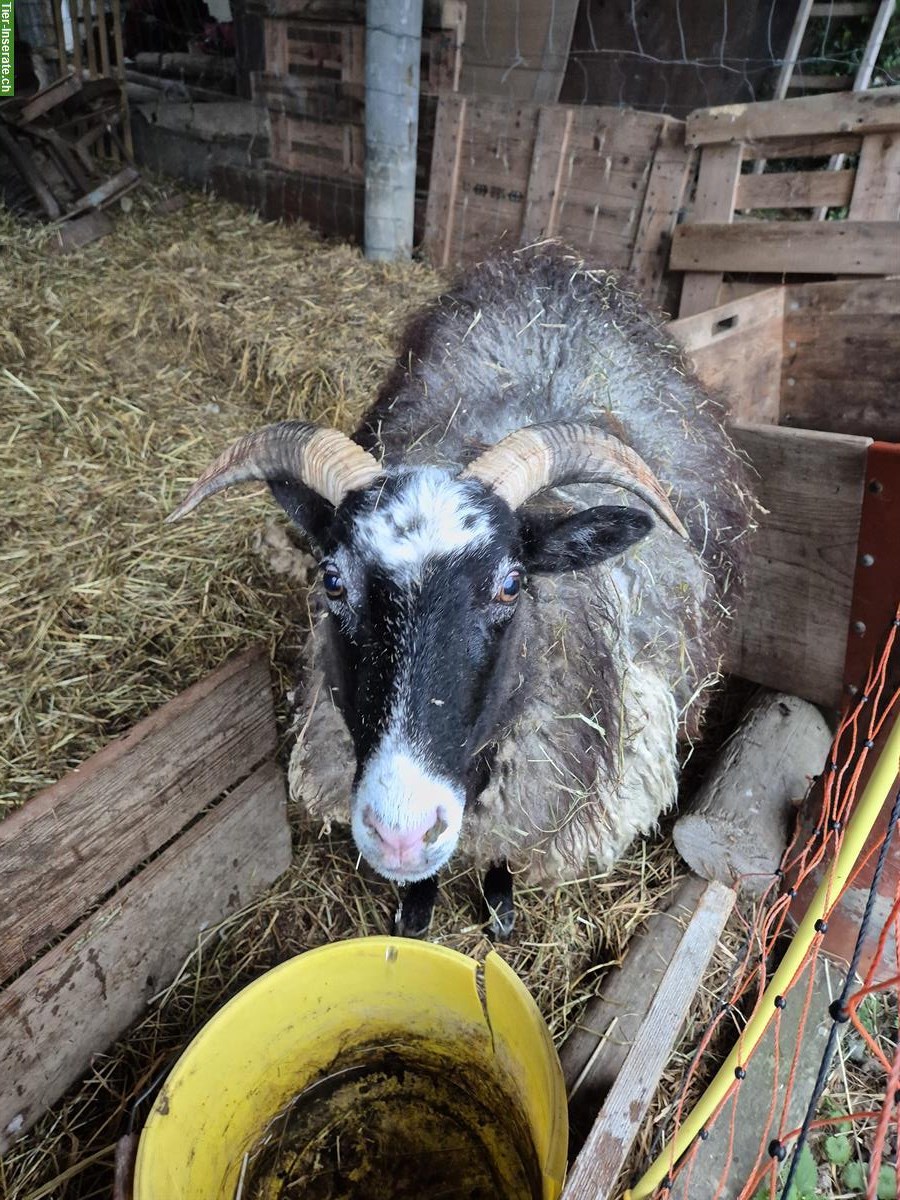 Bild 2: Gotlandschafe, gehörnte Auen, Notverkauf