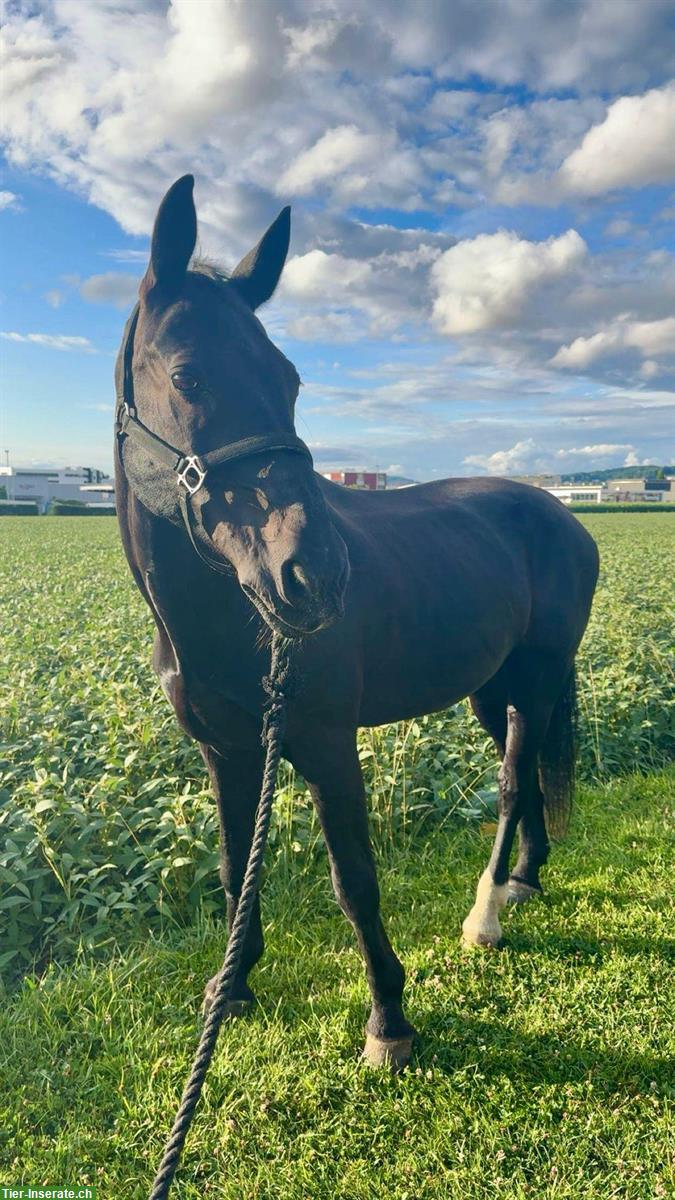 Reitbeteiligung in Bachenbülach ZH für schweres Warmblut