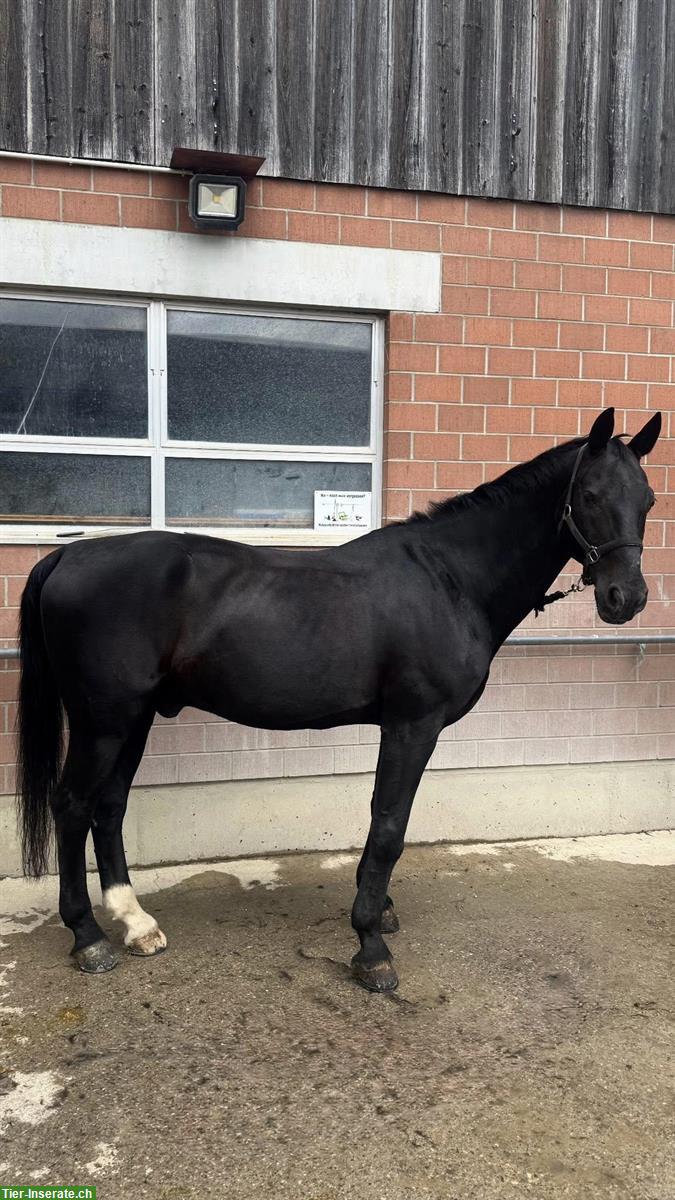 Bild 2: Reitbeteiligung in Bachenbülach ZH für schweres Warmblut