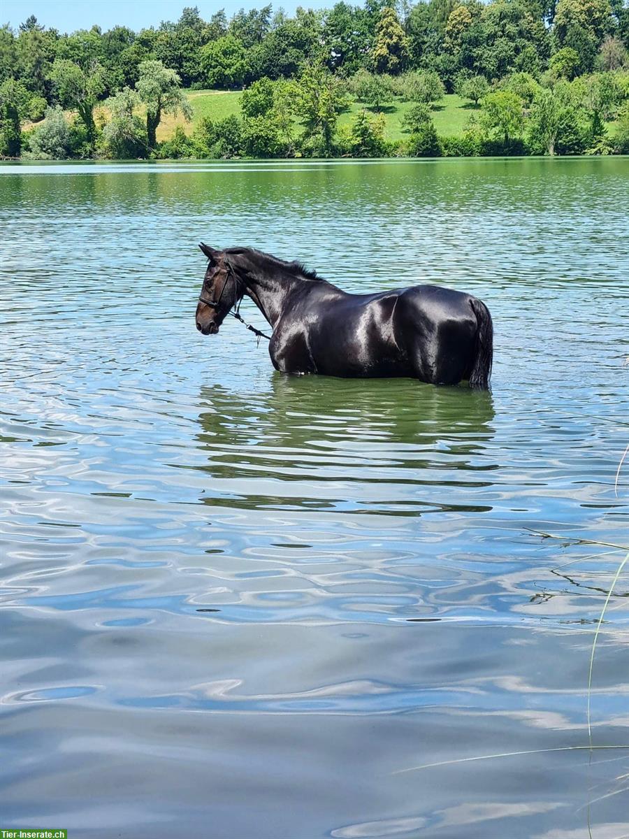 Bild 3: Reitbeteiligung in Bachenbülach ZH für schweres Warmblut