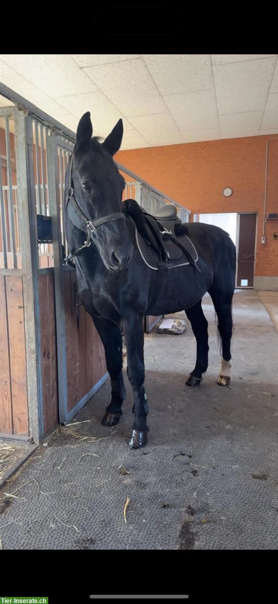 Bild 4: Reitbeteiligung in Bachenbülach ZH für schweres Warmblut