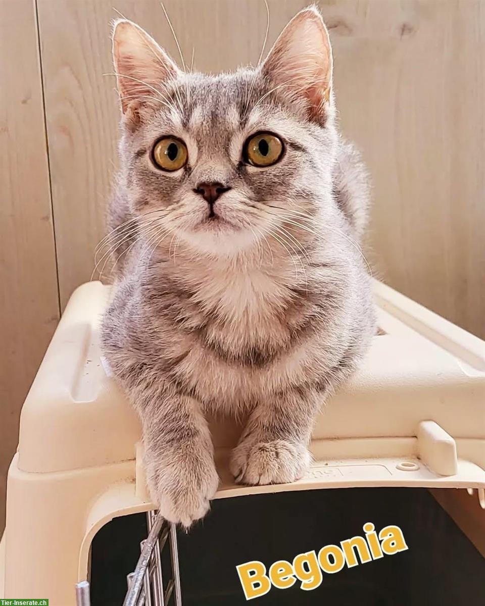 4 Hauskatzen weiblich suchen neues Zuhause