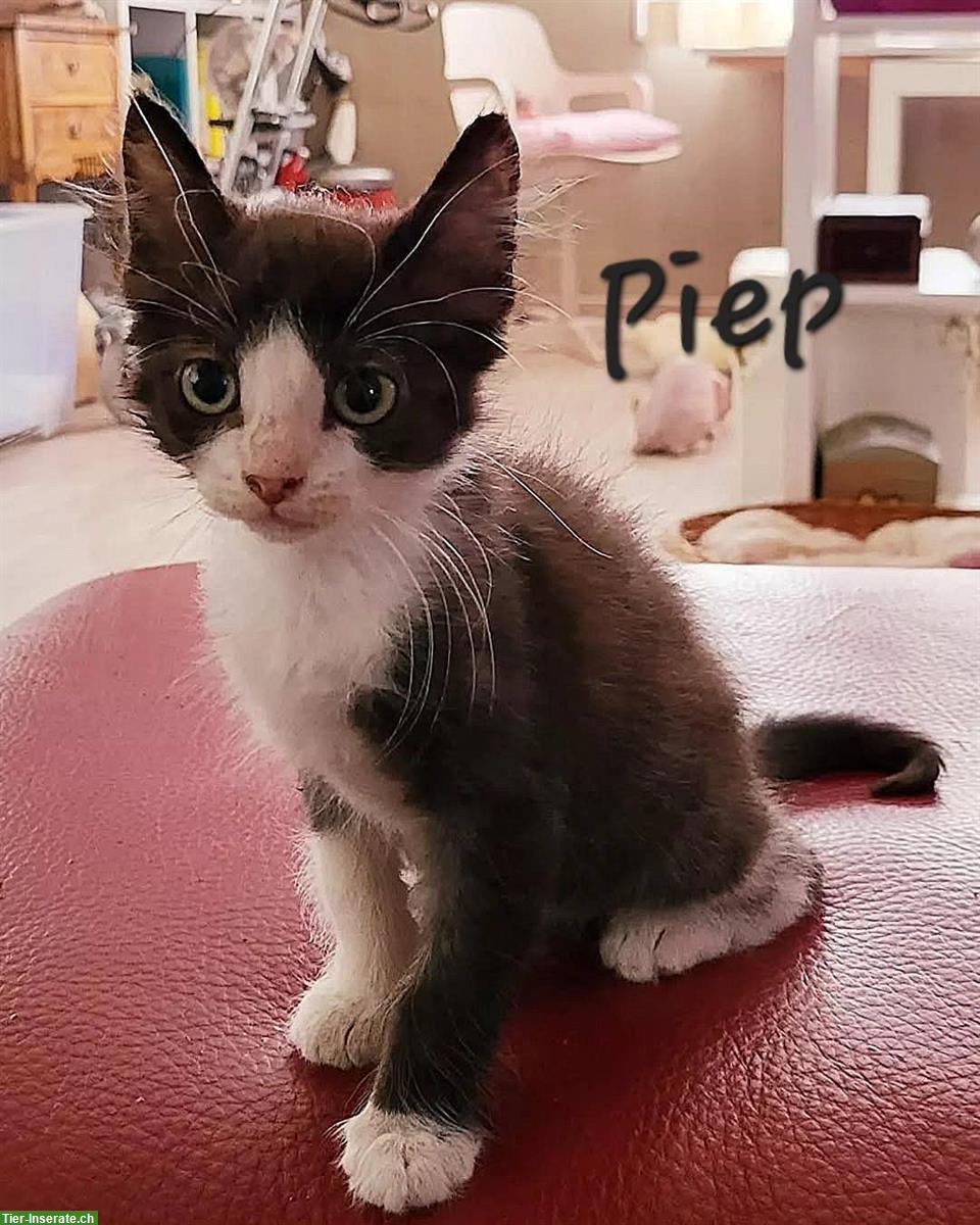 Bild 2: 4 Hauskatzen weiblich suchen neues Zuhause