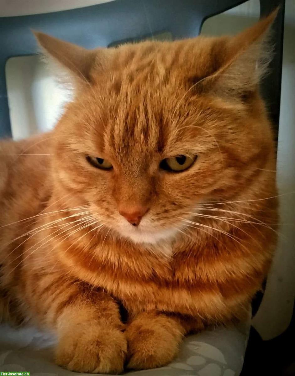 Bild 3: 4 Hauskatzen weiblich suchen neues Zuhause