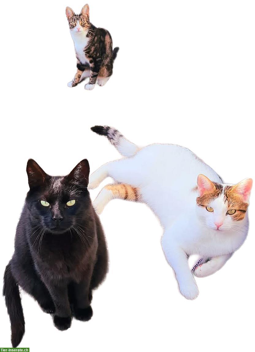 3 Freigänger Katzen suchen ein Zuhause