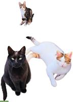 3 Freigänger Katzen suchen ein Zuhause