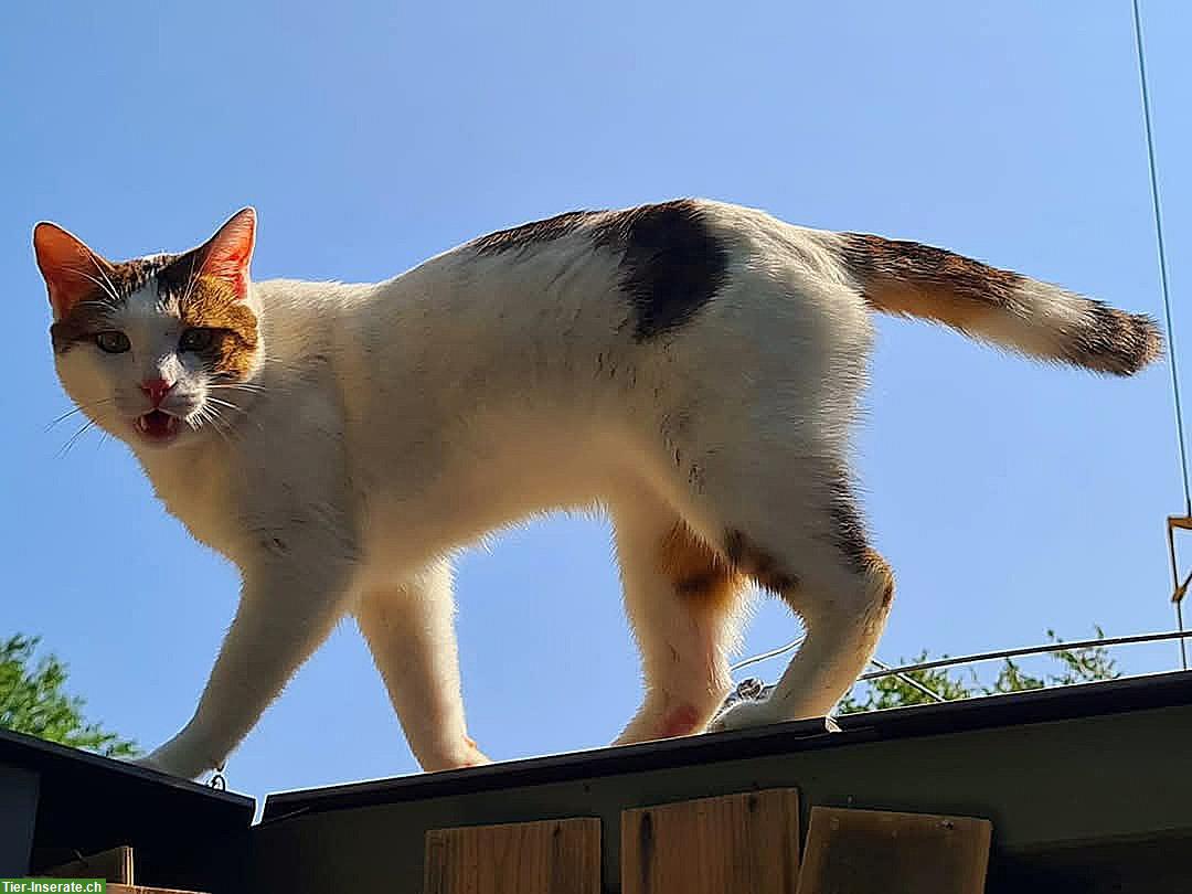 Bild 2: 3 Freigänger Katzen suchen ein Zuhause