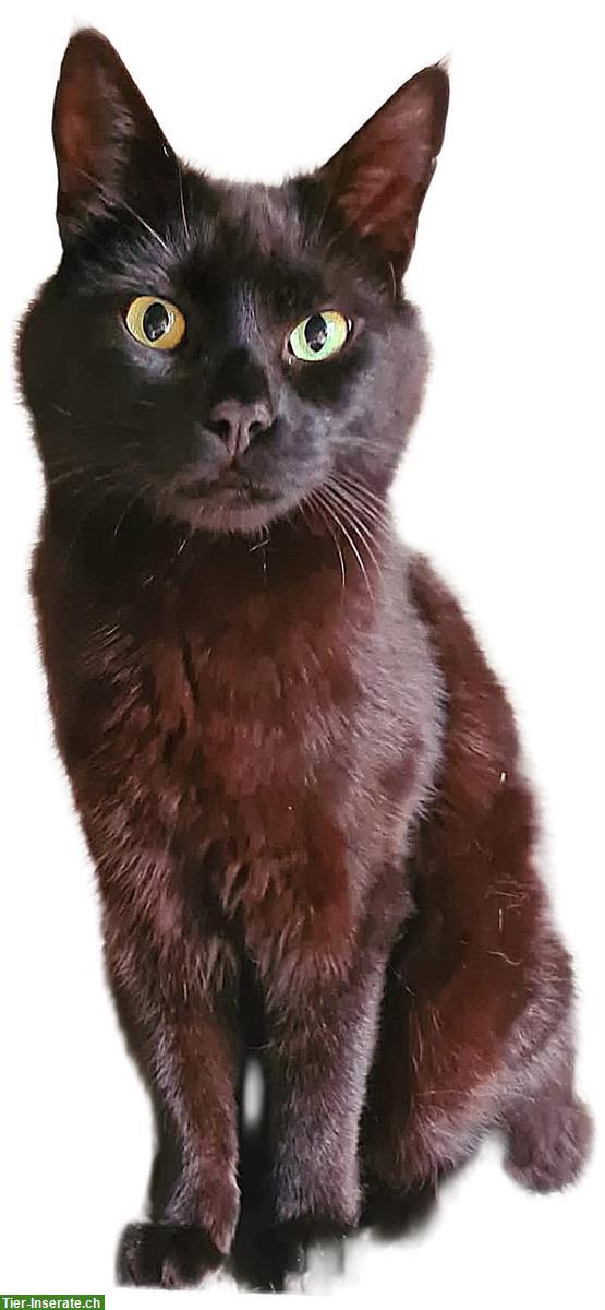 Bild 3: 3 Freigänger Katzen suchen ein Zuhause