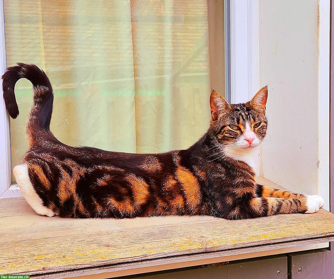 Bild 4: 3 Freigänger Katzen suchen ein Zuhause