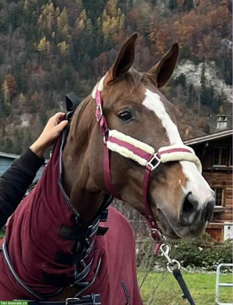 Schweizer Warmblut Stute, Dunkelfuchs