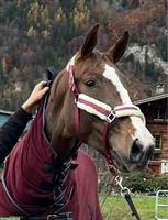 Schweizer Warmblut Stute, Dunkelfuchs