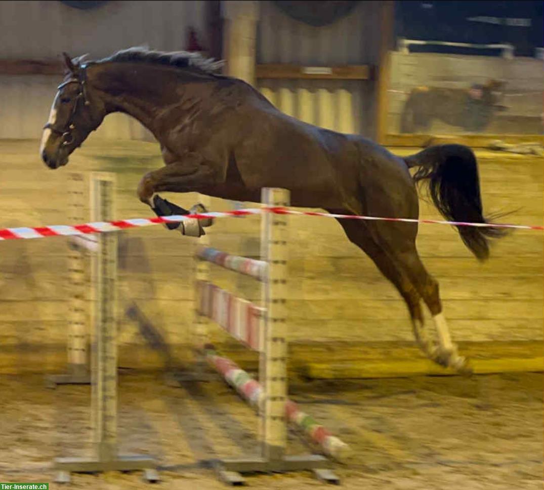 Bild 2: Schweizer Warmblut Stute, Dunkelfuchs