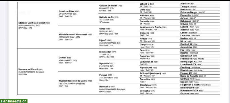 Bild 3: Schweizer Warmblut Stute, Dunkelfuchs