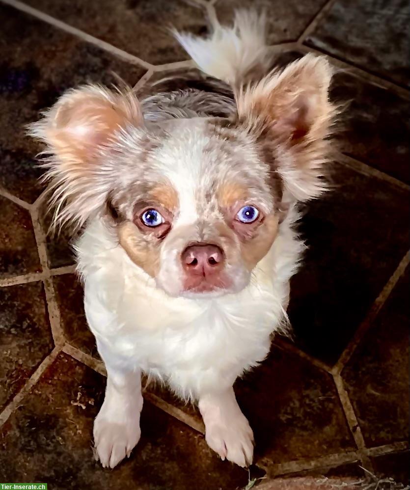 Selten schöne Chihuahua Hündin, ca. 2-jährig