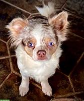 Selten schöne Chihuahua Hündin, ca. 2-jährig