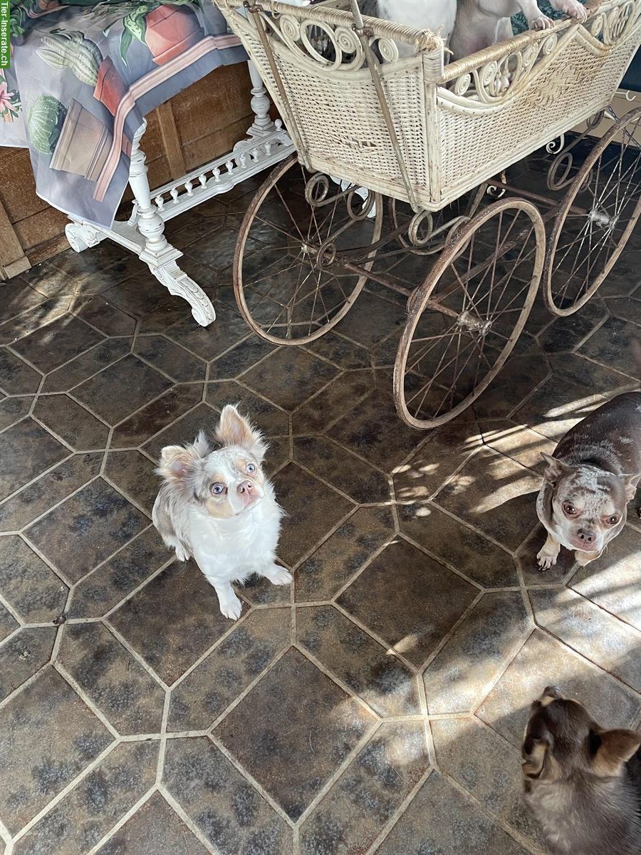 Bild 2: Selten schöne Chihuahua Hündin, ca. 2-jährig