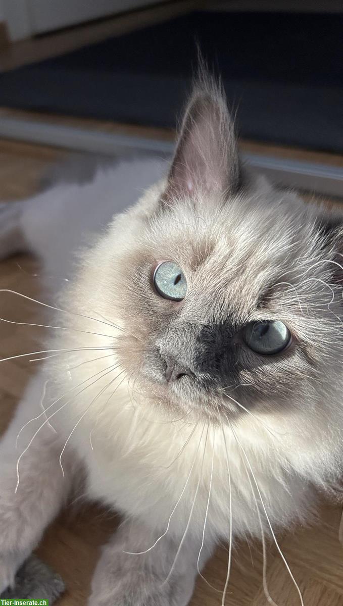 Perser Mix Kater | Neva Masquerade zu verkaufen