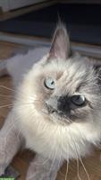 Perser Mix Kater | Neva Masquerade zu verkaufen