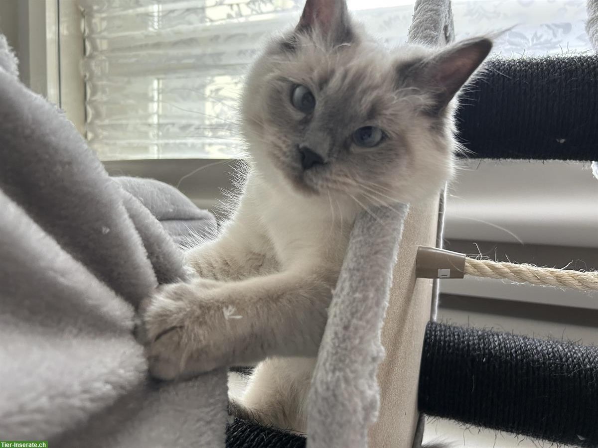 Bild 2: Perser Mix Kater | Neva Masquerade zu verkaufen