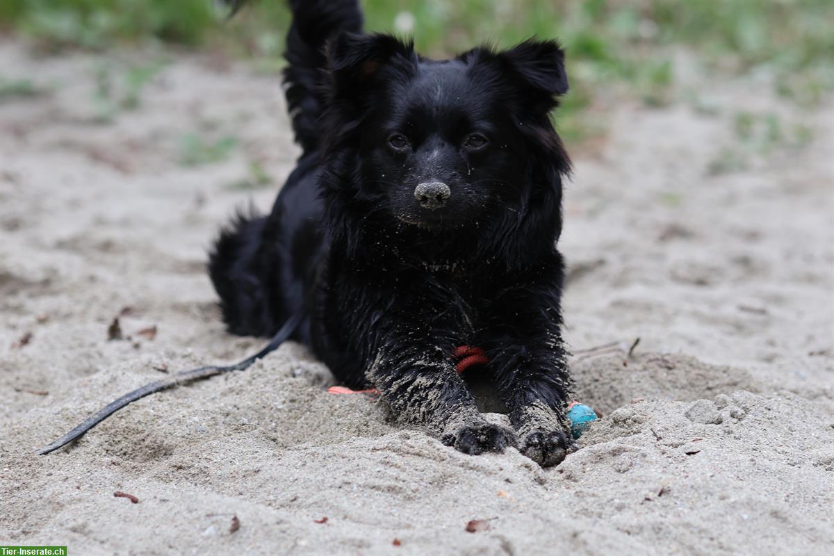Miniature American Shepherd Junghündin sucht neues Zuhause
