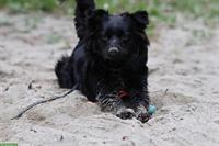 Miniature American Shepherd Junghündin sucht neues Zuhause