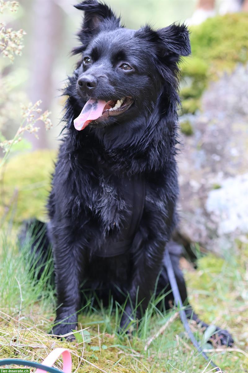 Bild 2: Miniature American Shepherd Junghündin sucht neues Zuhause