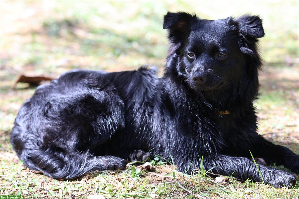 Bild 3: Miniature American Shepherd Junghündin sucht neues Zuhause