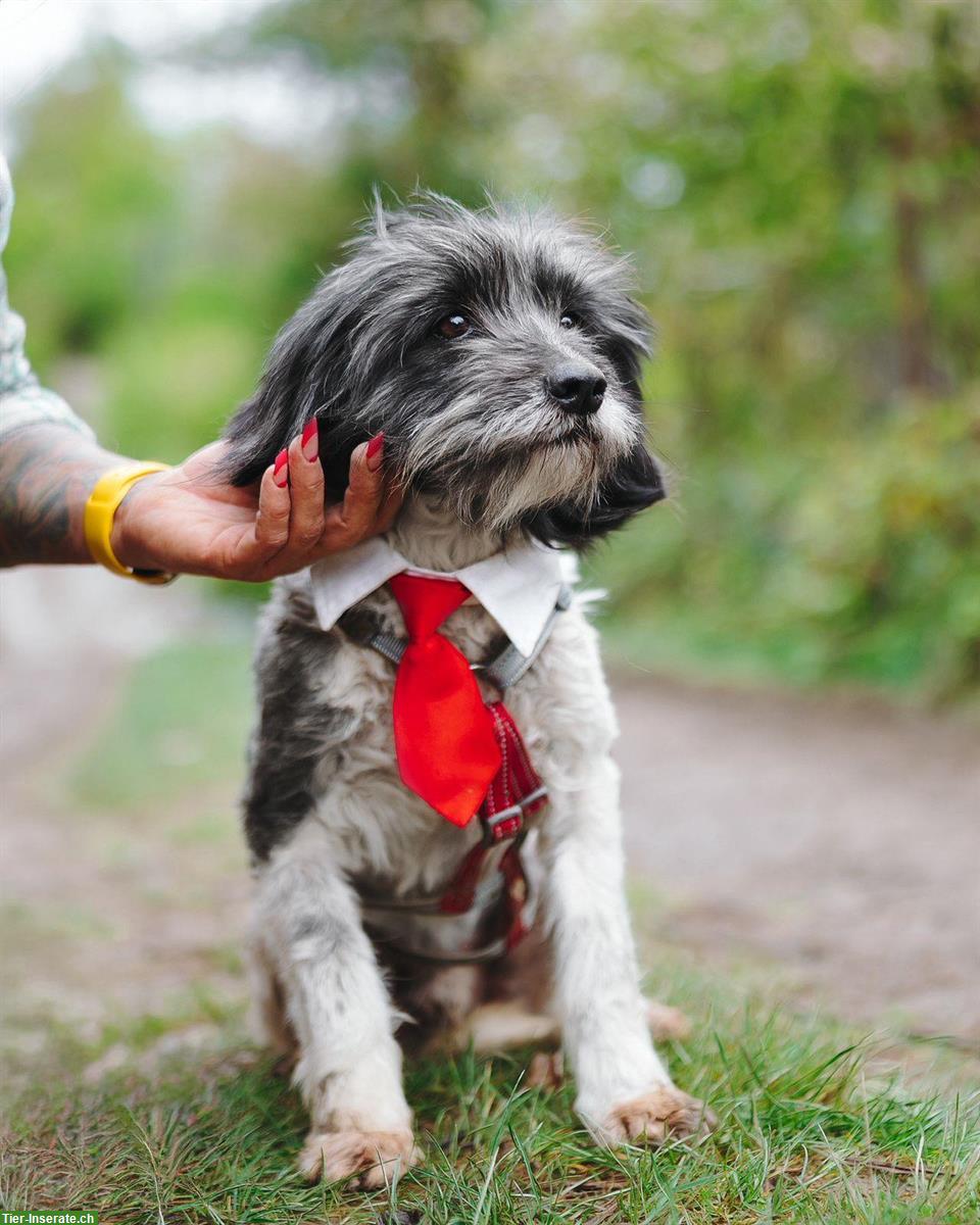 Mischlingsrüde Philip sucht ein liebes Zuhause