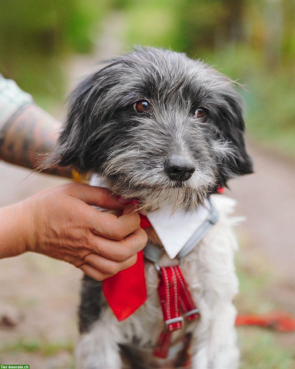 Bild 2: Mischlingsrüde Philip sucht ein liebes Zuhause