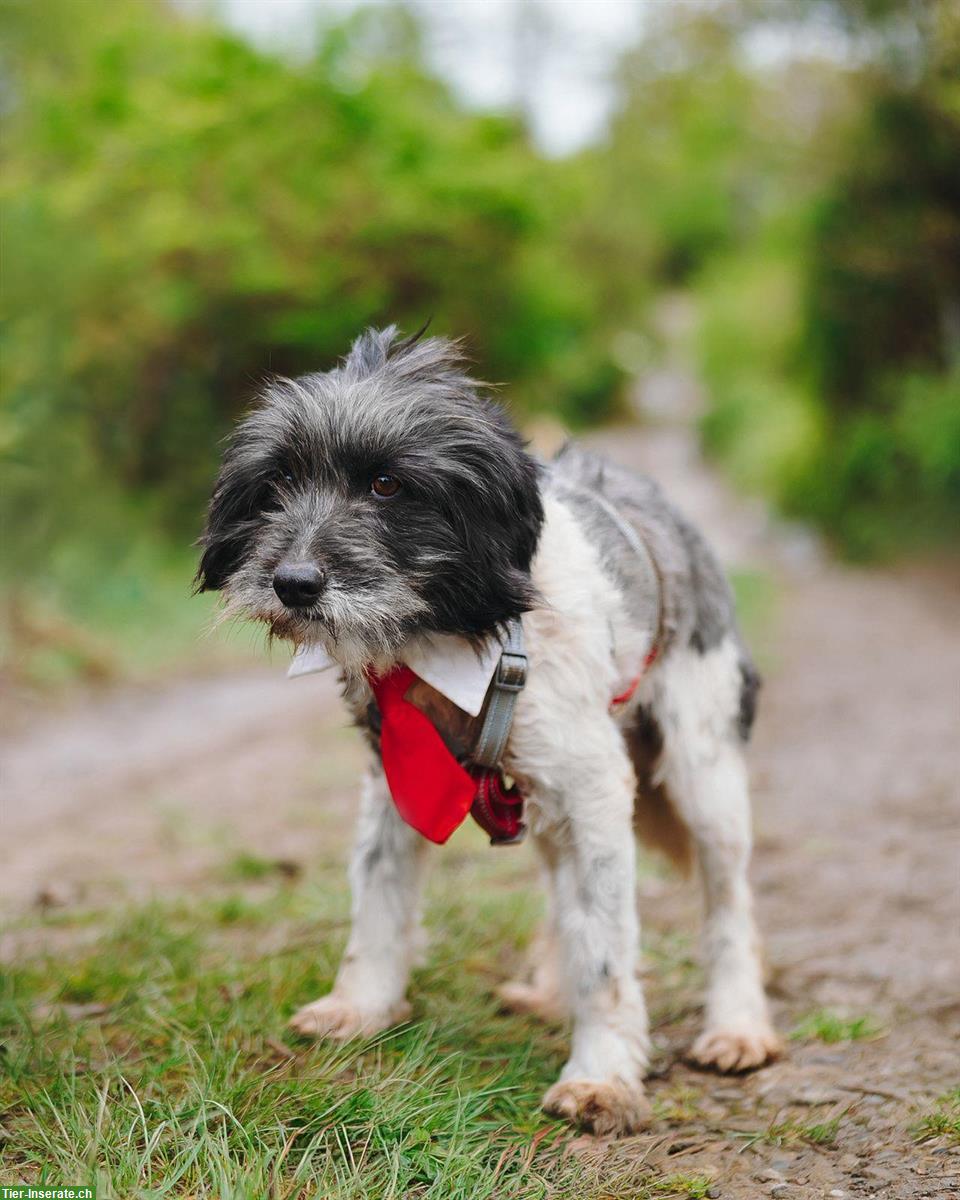 Bild 3: Mischlingsrüde Philip sucht ein liebes Zuhause