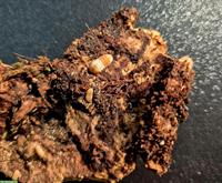 Asseln, Cubaris sp. orange panda abzugeben