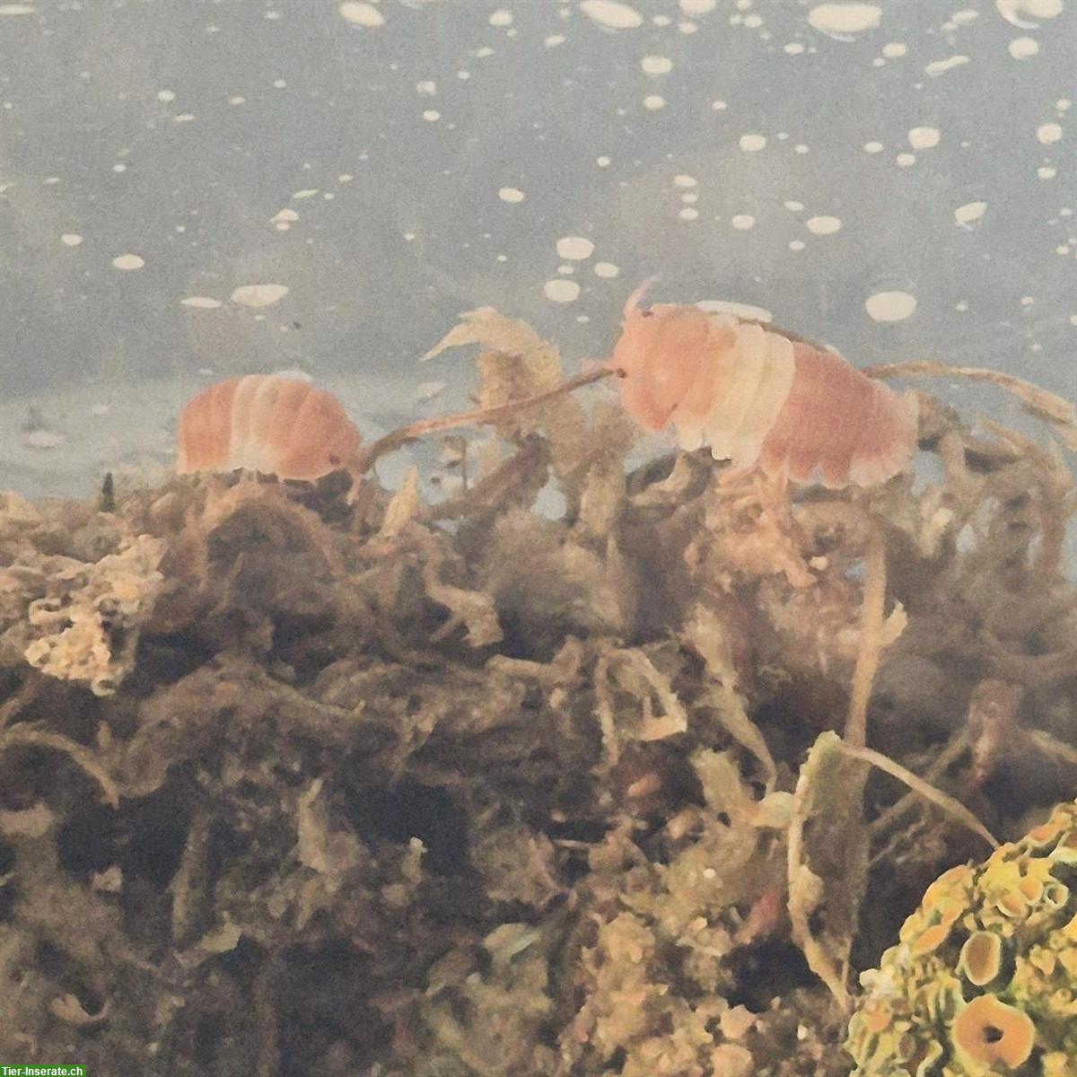 Bild 2: Asseln, Cubaris sp. orange panda abzugeben