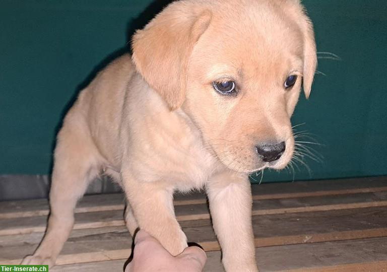 Golden Retriever x Labrador Welpen (Rüden) vom Bauernhof