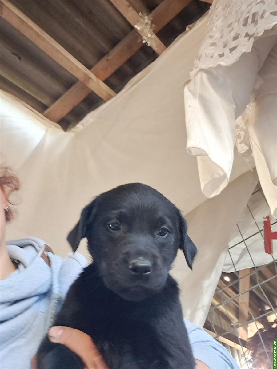 Bild 2: Golden Retriever x Labrador Welpen (Rüden) vom Bauernhof